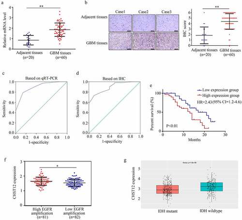 Figure 3. CHST12 was upregulated in GBM tissues. (a) qRT-PCR was used to detect the expression of CHST12 in the adjacent tissues and GBM tissues. (b) Immunohistochemistry was used to detect the expression of CHST12 in the adjacent tissues and GBM tissues. The black lines indicate a measurement of 200 μm. (c) ROC analysis of CHST12 based on qRT-PCR data. (d) ROC analysis of CHST12 based on the immunohistochemical score. (e) Kaplan survival analysis of the high expression and low expression CHST12 group. (f) The expression of CHST12 in GBM tissues with high and low EGFR amplification according to the data from TCGA database. (g) The expression of CHST12 in GBM tissues with mutant and wild-type IDH according to the data from the CGGA database. *P < 0.05; **P < 0.01