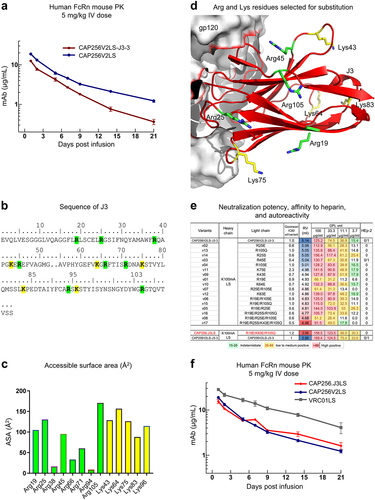 Figure 4. Improved pharmacokinetics of CAP256.J3LS achieved by altering surface charge of J3. (a) In vivo half-life of CAP256- variants assessed in a human FcRn knock-in mouse model. (b) Sequence of J3 with Arg and Lys residues highlighted, and J3 paratope residues are underlined. (c) Accessible surface area of Arg and Lys residues. Residues above the dotted line were altered mutationally to reduce electropositivity. (d) Arg and Lys residues that were selected for mutations were shown in the structure of J3 in complex with gp120 (PDB ID: 7RI1). (e) Neutralization IC80 fold change, heparin chromatography retention volume, and autoreactivity of CAP256.J3LS variants. (f) In vivo half-life of CAP256.J3LS variants.