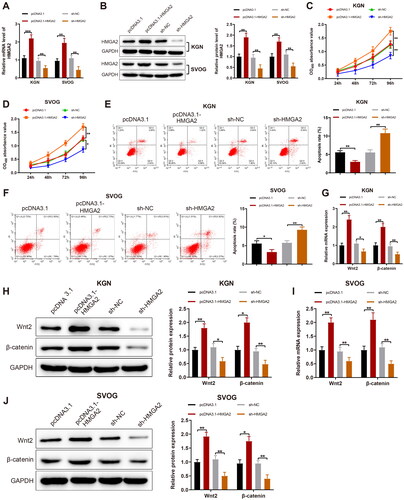 Figure 3. HMGA2 facilitates GC proliferation and suppresses their apoptosis. Notes: HMGA2 was overexpressed or silenced in KGN and SVOG cells. (A and B): The expression of HMGA2 determined by RT-qPCR and western blotting; (C and D) The viability of cells detected by MTT assay; (E and F) The apoptotic rate of cells assessed by FCM; (G–J) RT-qPCR and western blotting to evaluate the expression of Wnt2 and β-catenin in cells. Data were presented as mean ± standard deviation. *p < 0.05, **p < 0.01, ***p < 0.001. HMGA2, high-mobility group at hook 2; sh, short hairpin; GC, granular cells; mRNA, message RNA; RT-qPCR, reverse transcription-quantitative polymerase chain reaction; MTT, methyl thiazolyl tetrazolium; FCM, flow cytometry; Wnt2, wingless-type MMTV integration site family, member 2.