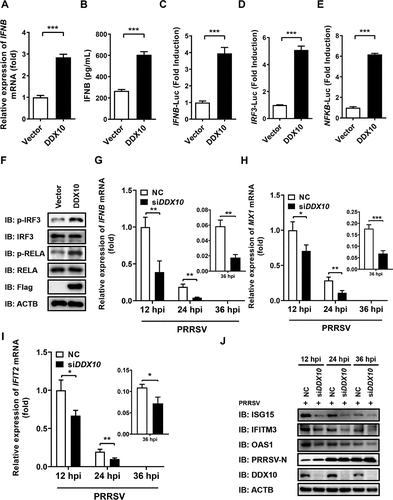 Figure 3. DDX10 positively regulates the production of IFNB and ISGs. (A and B) iPAMs cultured in 24-well plates were transfected with pCAGGS-Flag-DDX10 or empty vector for 30 h. The cells were harvested for qRT-PCR to detect the mRNA levels of IFNB (A), or for ELISA to detect the protein levels of IFNB (B). (C–E) iPAMs cultured in 24-well plates were transfected with pCAGGS-Flag-DDX10 or empty vector, together with reporter plasmids IFNB-Luc (C), IRF3-Luc (D), or NFKB-Luc (E) and internal reference plasmid pRL-TK for 24 h and then subjected to dual-luciferase reporter assays. (F) iPAMs were transfected with pCAGGS-Flag-DDX10 or empty vector for 30 h, followed by western blotting with primary antibodies against total IRF3, total RELA/p65, phosphorylated IRF3 (p-IRF3), phosphorylated RELA (p-RELA), Flag, and ACTB. (G–J) iPAMs were transfected with siDDX10 or NC for 24 h and then infected with PRRSV (MOI = 0.5). The cells were harvested at 12, 24, and 36 hpi for qRT-PCR to detect the mRNA expression levels of IFNB (G), MX1 (H), and IFIT2 (I) or for western blotting to detect the protein expression levels of ISG15, IFITM3, OAS1, PRRSV N, and DDX10 (J). ACTB served as a protein loading control. The experiments were repeated at least three times, and the data shown are the means ± SD (n = 3). (***P < 0.001; **P < 0.01; *P < 0.05).