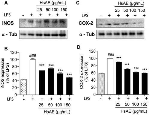 Figure 4. Effects of HsAE on the expression levels of inducible nitric oxide synthase (iNOS) and cyclooxygenase 2 (COX-2) in LPS-stimulated BV-2 cells. (A,C) Densitometric analysis of iNOS and COX-2 proteins as a percentage of LPS-treated group (set as 100%). α-Tubulin was used as the loading control. (B,D) Quantification of (A,C). All data are presented as the mean ± SEM (n = 3). Statistical differences were analyzed using one-way ANOVA followed by Tukey statistical post hoc test. *p < 0.05, **p < 0.01, ***p < 0.001 vs. LPS-treated group, ###p < 0.001 vs. untreated control group.