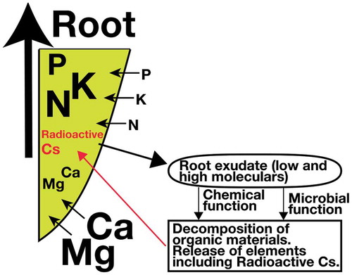 Figure 1. Image of material flow in the rhizosphere.