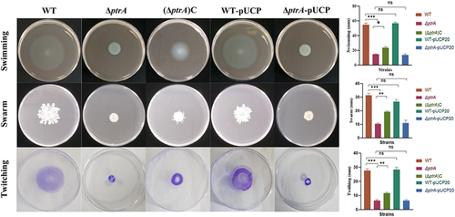 Figure 3 Effect of PtrA mutation on motility. ns, not statistically significant, *P < 0.05, **P < 0.01, and***P < 0.001 analyzed via Student’s t-test. The results are expressed as mean ± SD, and the data represent a minimum of 3 individual experiments.