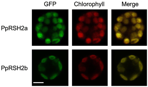 Fig. 6. Expression of PpRSH2a-GFP fusion protein or PpRSHb2-GFP fusion protein in the chloroplasts of P. patens protoplasts.Notes: (A) Fluorography of PpRSH2a-GFP protein in a protoplast of P. patens. (B) Fluorography of PpRSH2b-GFP protein in a plotoplast of P. patens. Each RSH protein-GFP fusion construct was introduced into P. patens protoplasts by PEG-mediated transformation. Images were taken with a confocal laser-scanning microscope with excitation at 488 nm and emission at 530 nm for the detection of the GFP signal and an emission above 655 nm for the detection of autofluorescence from chlorophyll. Scale bar: 10 μm.