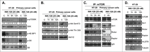 Figure 3. INK-128 blocks mTORC1 and mTORC2 activation in colorectal cancer cells. HT-29 or the primary colorectal cancer cells were treated with INK-128 at indicated concentration, regular and/or phospho (P)- levels of Akt, S6, S6K and 4E-BP1 were measured by Western blot (A and B); the mTORC1 assembly (mTOR-raptor association) and mTORC2 assembly (mTOR-Sin1-Rictor association) were tested by Co-IP (C). Expressions of list mTORC1/2 components in HT-29 cells after INK-128 treatment were also examined (D). Experiments were repeated 3 times, similar results were obtained.