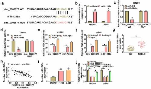 Figure 3. The function of circ_0006677 as a miR-1245a sponge. (a) Bioinformatics prediction of binding sites between circ_0006677 and miR-1245a. (b) The transfection efficiency of miR-1245a mimic. (c and d) The luciferase activity of the circ_0006677 WT/circ_0006677 MUT reporter in NSCLC cells with or without miR-1245a mimic. (e and f) Relative levels of circ_0006677 and miR-1245a in the complex precipitated by the anti-Ago2/anti-IgG antibody. (g) Relative expression of miR-1245a in NSCLC samples. (h) Pearson’s correlation coefficient analysis showing the correlation of miR-1245a and circ_0006677 in NSCLC samples. (i) Relative expression of miR-1245a in NSCLC cells. (j) Relative expression of miR-1245a in NSCLC cells after transfection with circ_0006677 combined with or without miR-1245a mimic. *P < 0.05.