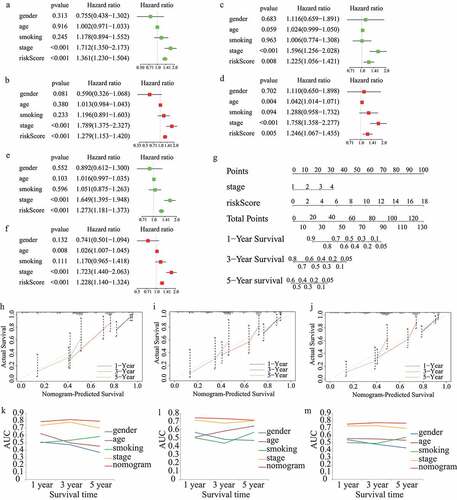 Figure 6. Construction and validation of the risk score-based nomogram plot. Univariate and multivariate cox regression analyses in (A,B)train cohort, (C,D)test1 cohort, and (E,F)test2 cohort.(G)The nomogram plot for 1-year, 3-year, and 5-year survival rate in train cohort. Calibration curves for accuracy validation of the nomogram in (H)train cohort, (I)test1 cohort, and (J)test2 cohort. The AUC values of the ROC curves for better evaluating the prognostic performance of the nomogram in (K)train cohort, (L)test1 cohort, and (M)test2 cohort