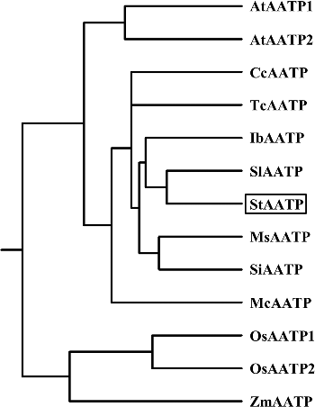 Figure 3. Phylogenetic analysis of plastidic ATP/ADP transporters from Solanum tuberosum (StAATP) and other plant species.