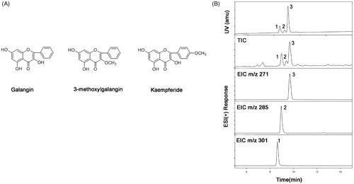 Figure 1. Chemical structures of the three major constituents in the flavonoid fraction. (A) Galangin: 3, 5, 7-trihydroxyflavone; 3-methyl Galangin: 5, 7-Dihydroxy-3-methoxyflavone; Kaempferide: 3, 5, 7-trihydroxy-4-methoxyfla-vone. (B) UHPLC-DAD-MS of F-AOH (1. Kaempferide; 2. 3-methyl Galangin; 3. Galangin).