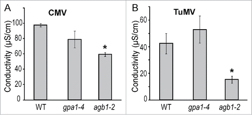 Figure 3. Cell death related ion leakage response to viral infection was compromised in AGB1 deficient plants. Conductivity test was performed on plants of designated genotypes challenged with (A) CMV or (B) TuMV. The ion leakage was evaluated 24 or 72 hours after infection, respectively. Values indicate mean conductivity ± SE. Asterisks indicate significant differences from wild type Col-0 (Student's t-test, * P < 0.05).