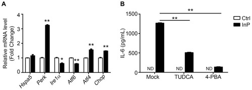 Figure 5 ER stress is involved in IL-6 release caused by InP/ZnS QDs in macrophages. (A) After BMMs were incubated with 40 μg/mL InP/ZnS QDs for 24 h, the mRNA expression of genes related to ER stress was detected with qRT-PCR. Gapdh was used as the reference gene. (B) After blocking ER stress with TUDCA (200 μM) or 4-PBA (2.5 mM) for 15 min, BMMs were treated with InP/ZnS QDs for 24 h. IL-6 release was measured by ELISA. Results are representative of three independent experiments. *P < 0.05, **P < 0.01, compared to the controls.Abbreviations: ER, endoplasmic reticulum; IL-6, interleukin-6; QDs, quantum dots; BMMs, bone marrow-derived macrophages; Gapdh, glyceraldehyde-3-phosphate dehydrogenase; TUDCA, tauroursodeoxycholic acid; 4-PBA, 4-phenylbutyric acid; ELISA, enzyme-linked immunosorbent assay; ND, not detected.