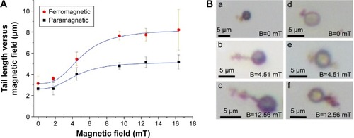 Figure 3 Impact of magnetic field on accumulation.Notes: (A) The impact of magnetic field on accumulation length for ferromagnetic and paramagnetic beads. Values are mean ± standard error of the mean; P<0.05 for magnetic fields higher than 9 mT. (B) Optical microscopy images showing the base beads and the added beads. Parts a,b,c, base bead =4 μm ferromagnetic bead, added bead =1 μm superparamagnetic bead; parts d,e,f, base bead =4 μm paramagnetic bead, added bead =1 μm superparamagnetic bead.