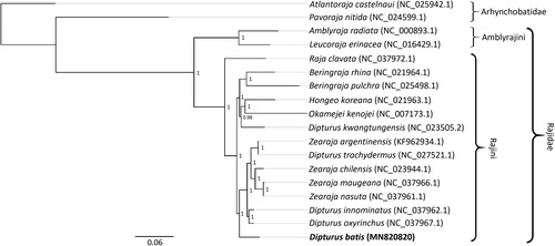Figure 1. Phylogenetic tree of Dipturus batis (in bold) and 17 other species inferred from their complete mitogenomes. Scale bar shows the number of substitutions per site (thick black line), and posterior probabilities are shown for each node. Species names following Last et al. (Citation2016) and GenBank accession numbers are given.