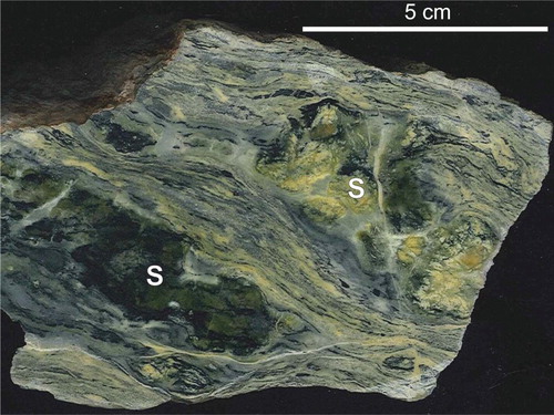 Plate 11. Calcitic serpentinite (Omcs). This cut surface exposes the mélange texture of this unit, with subangular-to-round, massive-to-foliated clasts of serpentinite (S) in a foliated serpentine, calcite, and magnetite matrix. The foliation runs parallel to that of the dominant foliation in the adjacent micaceous mélange (Osm, Plate 12).