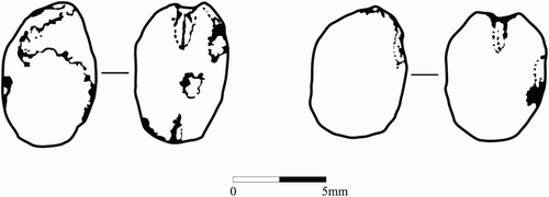 Figure 1 Celtic bean (Vicia faba L.) from a Middle Bronze Age site, Le Pinacle, Jersey (Carruthers Citation2001). Reproduced with permission of the Royal Archaeological Institute.