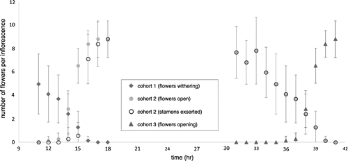 Figure 1. Number of open flowers per inflorescence, showing the complete lifetime of one flower cohort (cohort 2) and overlap with the previous and the subsequent flower cohorts (cohorts 1 and 3, respectively).