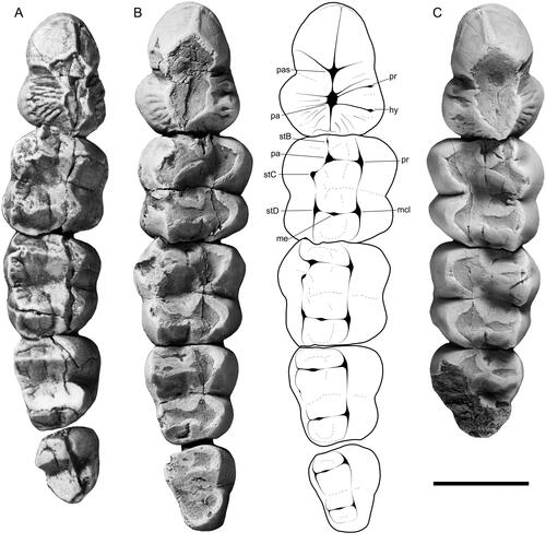 Figure 3. Occlusal view of the upper cheek teeth of species of mukupirnid. A, Mukupirna nambensis right cheek tooth row (cast of holotype, AMNH FM102646), with M4 digitally repositioned. B, Mukupirna fortidentata right cheek tooth row (holotype, NTM P11997), with an annotated line drawing; and C, the associated left cheek tooth row. Scale bar equals 10 mm. Abbreviations: hy, hypocone; mcl, metaconule; me, metacone; pa, paracone; pas, parastyle; pr, protocone; stB, stylar cusp B; stC, stylar cusp C; stD, stylar cusp D.