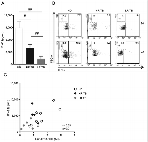 Figure 3. The levels of autophagy are directly correlated with the amount of IFNG secreted in response to Mtb-Ag. PBMC from healthy donors (HD) and tuberculosis patients (TB) (High responders [HR TB] and low responders [LR TB]) were incubated at 3 × 106 cells/ml in RPMI with 10% FBS. Cells were cultured for 16 h without stimulus to allow the adherence of monocytes. Then, PBMC were stimulated with sonicated M. tuberculosis (Mtb-Ag) for 24 and/or 48 h. (A) IFNG levels in Mtb-Ag-stimulated cell culture supernatant fractions assayed by ELISA after 24 h of incubation with Mtb-Ag. Bars represent the mean values ± SEM. #P < 0.05, ##P < 0.01, Mann-Whitney Test. (B) PBMC from HR and LR TB patients and HD were stimulated with Mtb-Ag for 24 and 48 h, and then, IFNG production was determined by flow cytometry, first, gating on lymphocytes by light scatter and then, gating on CD4+ T cells. A representative dot plot for each group is shown. Cells cultured with media (inset) are also shown. (C) After 24 h of Mtb-Ag stimulation, protein gel blot detection of LC3-II and GAPDH was performed from the proteins extracts by standard methods. Densitometry of the blots was then determined and the means of the ratio of LC3-II to GAPDH in each experimental condition were expressed as arbitrary units (AU). The results are represented as LC3-II/GAPDH in Mtb-Ag-stimulated cultures vs IFNG levels in Mtb-Ag-stimulated cell culture supernatant fractions. Correlation was analyzed by the Spearman r test.