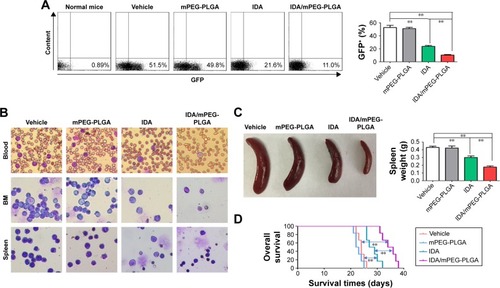 Figure 8 Antileukemia activity of IDA and IDA/mPEG-PLGA in MLL-AF9-induced murine leukemia in vivo.Notes: (A) GFP+ cells were measured in BM from the MLL-AF9-induced murine leukemia treated with IDA/mPEG-PLGA NPs, IDA, mPEG-PLGA, or vehicle when vehicle mice developed full-blown leukemia (n=4). Shown is the representative plots (left) and summary of GFP+ cells (right). **P<0.01. (B) A representative image of blood, BM, and spleen smears in the MLL-AF9-induced leukemia treated with IDA/mPEG-PLGA NPs, IDA, mPEG-PLGA, or vehicle. (C) A representative image of spleen (left) and summary of spleen weight (right) from the MLL-AF9-induced leukemia treated with IDA/mPEG-PLGA NPs, IDA, mPEG-PLGA, or vehicle (n=4). **P<0.01. (D) Overall survival was analyzed in the MLL-AF9-induced leukemia treated with IDA/mPEG-PLGA NPs, IDA, mPEG-PLGA, or vehicle (n=6). **P<0.01.Abbreviations: BM, bone marrow; IDA, idarubicin; mPEG-PLGA, methoxy poly(ethylene glycol)-b-poly(l-lactide-co-glycolide); NPs, nanoparticles.