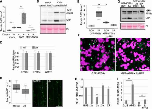 Figure 5. CMV protein 2b dampens SA-induced autophagy. (A) GFP-ATG8a foci were counted from mock and CMV infected GFP-ATG8a and GFP-ATG8a NahG plants after ConA and DMSO treatment using ImageJ (n= 10). (B) Western blot analysis of GFP-ATG8a from mock and infected control and NahG plants. The experiment was repeated twice. (C) Transcript levels of ATG8a, ATG8e and NBR1 were determined by RT-qPCR from 2b transgenic plants shown in (Figure 4G) (n= 4). (D) The number of GFP-ATG8a foci were analyzed in roots of 10 days old seedlings without and with stable expression of 2b after 10 h ConA treatment. Counting was performed using ImageJ on confocal Z-stack projections (n= 15). Representative images are shown with scale bar: 20 μm. (E) Short-day grown 4-week-old GFP-ATG8a and GFP-ATG8a expressing 2b-RFP plants were sprayed with 1 mM SA. GFP-ATG8a foci were quantified 12 h later using confocal imaging and ImageJ software. Control plants were sprayed with corresponding 0.1 % EtOH (n= 9). (F) Representative images of GFP-ATG8a 12 h after SA treatments in control and 2b-RFP plants. Shown is GFP in green and chloroplasts in magenta. Scale bar: 20 μm. (G) SA-induced free GFP release from GFP-ATG8a was analyzed in control and 2b-RFP plants by western blot using anti-GFP. The western blot experiment was repeated twice with similar results. PS staining of the membrane was used to verify loading. (H) RLUC-ATG8a activity was analyzed after co-expression with CMV proteins and GUS control in N. benthamiana leaves at 3 DAI. FLUC was used as an internal control for RLUC activity, and the quantitative data is presented as a ratio of FLUC to RLUC-ATG8a (higher ratio = increased ATG8a degradation). n= 4. (I) As (H), but co-expressed proteins were combinations of 2b and Arabidopsis ATG3 as indicated. Statistical significance (**P < 0.01) was revealed by Student´s t-test.