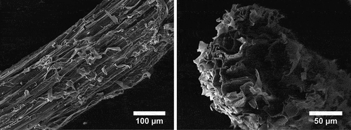 Figure 2. SEM micrographs detailing the surface morphology of as-collected PV root fibers.