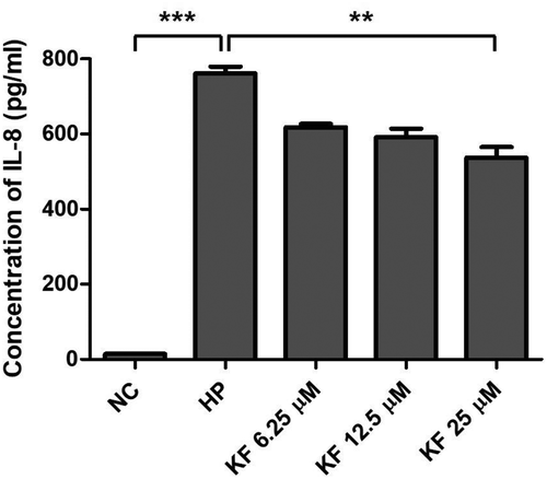 Figure 4. Inhibitory effects of kaempferol on the protein level of IL-8 in AGS cells infected with H. pylori.AGS cells infected with H. pylori (200 MOI) were incubated with increasing concentrations of kaempferol (6.25, 12.5, and 25 μM). After 9 hours, the cell culture supernatants were harvested and IL-8 production was determined by ELISA. The experiments were conducted in triplicate and the results were evaluated by Student’s t-test (**P < 0.01 and ***P < 0.001).