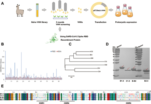 Figure 1 Screening and recombinant expression of nanobodies. (A) Schematic diagram of the process of screening Nanobodies from a naïve alpaca VHH library. (B) Reactions from the 96 clones binding with SARS-CoV-2 RBD protein. (C) The phylogenetic tree of nanobodies with higher RBD reactions constructed using MEGA5.2 software. (D) Soluble prokaryotic expression and purification of four recombinant nanobodies. The destined proteins were indicated by the red arrows. (E) Alignment of the amino acid sequences of specific nanobodies with different amino acid sequences of CDR3.