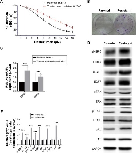 Figure 1 Trastuzumab-resistant breast cancer SKBr-3 cells display increased EGFR and HER-2 expression and enhanced phosphorylation levels in response to trastuzumab.