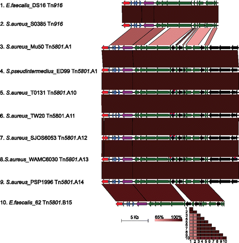 Figure 1. Comparison of Tn916 family elements from staphylococci and other species, as classified previously.Citation39 Sequences are numbered and labeled by species, strain, and ICE identifier. Gene map shows orfs (open reading frames) predicted by Prodigal v1.2 as arrows and are colored according to the following: red for recombinase proteins, blue for regulation-related proteins, purple for tetM, and green for conjugation-related proteins. Black indicates orfs not present in the founding Tn916 element. Vertical pink arrowheads indicate insertions of transposons described elsewhere,Citation39 which were removed to facilitate comparison. Percent nucleotide identity determined by BLASTn analysis is shown under sequences as red shading (EasyFig 2.2.2). A matrix of pairwise mean reciprocal ANI (average nucleotide identities) was computed using JSpecies v1.2.1 with default parameters, and colored according to the scale.