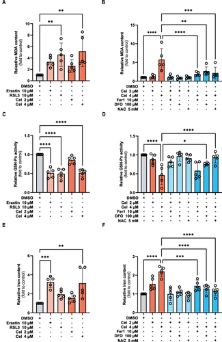 Figure 7 Celastrol treatment resulted in ferroptosis events in HCC cells. HepG2 cells were treated with ferroptosis activators erastin (10 μM) and RSL3 (10 μM), celastrol (2 or 4 μM) for 24 h respectively, or co-treated with celastrol (2 or 4 μM) along with Fer-1 (10 μM), DFO (100 μM), or NAC (5 mM) for 24 h. The following parameters were evaluated in cell lysates by absorbance detection: (A and B) MDA content, (C and D) GSH-Pxs activity, and (E and F) iron content. One-way ANOVA analysis was used to compare the differences among groups. All data are representative of five independent experiments, and the values are expressed as the mean ± SD. *p < 0.05, **p < 0.01, ***p < 0.001, ****p<0.0001.