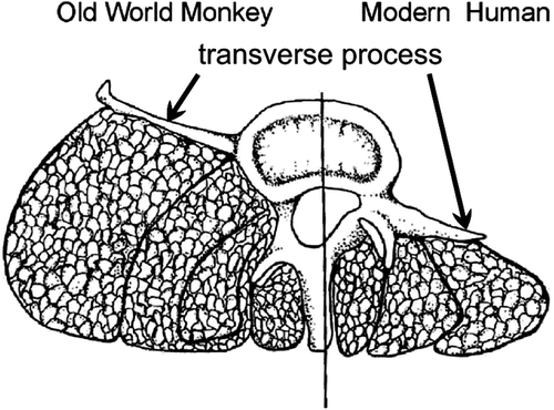The transverse process in monkey and man. Drawing from Lovejoy Citation2005.