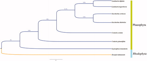 Figure 1. Neighbor-joining phylogenetic tree of the Scytosiphon lomentaria and seven other species based on the concatenated nucleotide sequences of 13 protein-coding genes. Numbers on nodes indicate bootstrap support value, based on 500 replicates.