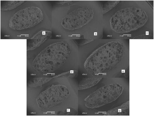 Figure 1. Scanning electron microscopy (10x magnification) of the longitudinal section of kibbles of diets with different starch sources. (a) Corn, (b) brown rice, (c) sorghum, (d) potato, (e) sweet potato, (f) chickpea, and (g) pea.