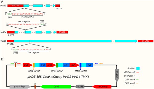 Figure 3. Targeted gene modification of IAA32, IAA34 and TMK1 by using improved plant CRISPR-Cas9 vector system. (A) The schematics of the gene structure. CDS (Coding DNA Sequence) regions are shown in light blue and UTR (Untranslated Region) are depicted in red. Location and the sequences of the sgRNAs and PAM (Protospacer Adjacent Motif) sites are indicated. (B) The schematic of the CRISPR-Cas9 vector used to modify IAA32, IAA34 and TMK1. Arrows indicate the primers in this plasmid.