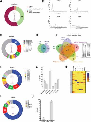 Figure 7. sncRNA profiling of the axoplasm from adult axons. (A) Relative read abundance of each sncRNA biotype in the peripheral nerve’s axoplasm (percentage of total sncRNA reads). (B) Read length (nt) distribution plot of reads mapping to miRNAs, tRNAs, sno/snRNAs (sRNAs) and rRNAs. (C) Relative read abundance of specific miRNAs showing the most expressed in axoplasm samples. Data expressed as percentage of total miRNA reads. (D) Venn diagram illustrates the very high overlap of individual miRNAs detected in the in vivo rat axoplasm (miRNAs ≥ 5 reads) and the in vitro mouse axons (miRNAs ≥ 50 CPM, which is equivalent to ≥ 10 reads). To compare miRNAs of different species only the precursor’s base identification was considered in each case. (E) Venn diagram displaying the overlap of miRNAs detected in our two axon sncRNA-seq datasets (in vivo rat axoplasm and mouse in vitro axons) and the three currently available RNA-seq axon datasets, in vitro rat motor axon, frog retinal ganglion cells axons and rat sciatic nerves. As above, only the precursor’s base identification was considered in each case. This analysis reveals a core of 23 axonal miRNAs present across all neuronal types, both in in vivo and in vitro axons. (F) Relative read abundance of parental tRNAs shows the most expressed parental tRNA species in axoplasm. Data expressed as percentage of total tRNA reads. (G) Percentage distribution of total reads mapping to each class of tRNA-derived small RNA (tsRNAs), following the unitas annotation workflow (mean ± s.e.m). (H) Heatmap of the distribution of each tsRNA class present in the axoplasm with at least 1% of relative abundance. Data expressed as percentage of total reads from tsRNA class. (I) Relative read abundance of parental sno/scaRNAs and snRNAs shows the most expressed in axoplasm samples. Data expressed as percentage of total sno/scaRNAs and snRNAs reads. (J) Percentage distribution of total reads mapping to each class of sRNAs (snoRNAs/scaRNAs/snRNAs) investigated in axoplasm samples (mean ± s.e.m.).