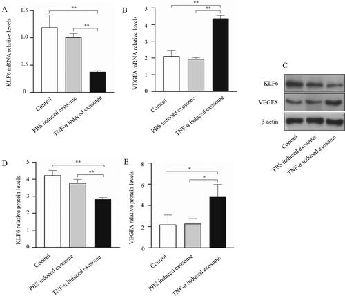 Figure 5. Exosome derived from FLS stimulated by TNF-α decreased the expression of KLF6 and promoted the level of VEGFA in HUVEC. KLF6 (A) and VEGFA (B) were detected by qRT-PCR; Western blot assay was used to detect the proteins expression of KLF6 and VEGFA (C); the columns presented the relative expression of KLF6 (D) and VEGFA (E). *p < 0.05, **p < 0.01.