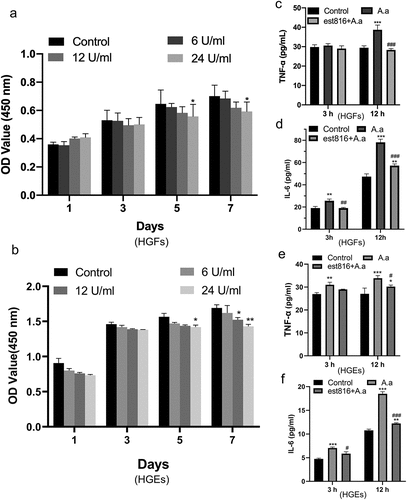 Figure 2. The cell toxicity and anti-inflammatory effects of est816. (a-b) CCK-8 results showing the proliferation of HGFs and HGEs treated with 6, 12, or 24 U ml−1 est816 for 1, 3, 5, and 7 days. (c-d) ELISA showing the protein expression of TNF-α (c) and IL-6 (d) in the supernatant of HGFs for 3 and 12 h. (e-f) ELISA showing the protein expression of TNF-α (e) and IL-6 (f) in the supernatant of HGEs for 3 and 12 h (A. actinomycetemcomitans group and est816 groups were compared with the control group, *p < 0.05, ***p < 0.001; est816 groups were compared with the A. actinomycetemcomitans group, #p < 0.05, ###p < 0.001). Error bars of panels represent the standard deviation.