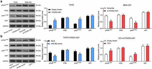 Figure 5. FOXD3-AS1 promotes TMX-resistance of BC cells through the PI3K/Akt signaling pathway. A, the protein level and phosphorylation of PI3K/Akt in T47D-FOXD3-AS1 and 231-si-FOXD3-AS1 cells were determined by western blot analysis. B, miR-363 mimic was transfected into T47D-FOXD3-AS1 cells and TFF1 overexpressing vector was administrated in 231-si-FOXD3-AS1 cells, and then the protein level and phosphorylation of PI3K/Akt signals were determined by western blot analysis. Repetition = 3. Data were exhibited as mean ± SD and analyzed using two-way ANOVA and Tukey’s multiple comparison test was used for post hoc test after ANOVA. *, p < 0.05