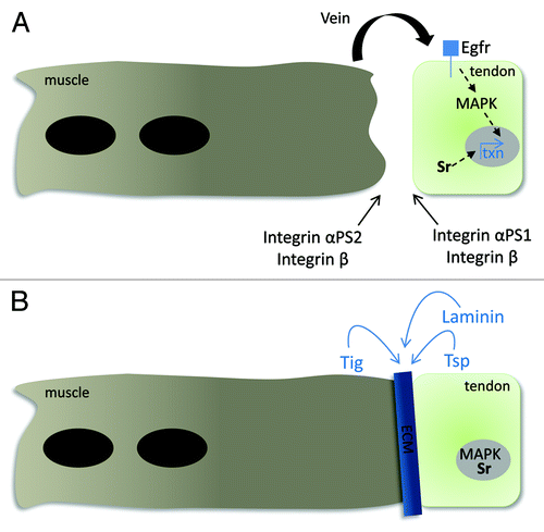 Figure 1. Signaling between the muscle and tendon cell is essential for MTJ formation. (A) The leading edge of the myofiber expresses the αPS2/βPS integrin heterodimer complex before it encounters its target tendon cell. The Egf ligand Vein is secreted from the muscle and accumulates at the site of the muscle-tendon junction. The binding of Vein to the Egfr expressed on the plasma membrane of the tendon cell results in the phosphorylation of cytoplasmic MAPK. This now activates MAPK, along with the tendon-cell specific transcription factor Sr, which are capable of entering the nucleus to regulate gene expression. (B) A stable myotendinous junction is maintained by the formation of the integrin-mediated hemiadherens junctions at the site of muscle-tendon attachment. This stable integrin-ECM linkage is formed when the muscle-expressed αPS2/βPS integrin complex binds to Tig and Tsp and the tendon-expressed αPS1/βPS integrin complex binds to Laminin. Tig, Tsp and Laminin are all ECM components that are secreted into the space between the muscle and tendon cell, respectively. Continual activation of the Egfr pathway and Sr nuclear localization is essential for the transcription of genes to maintain tendon cell identity and to synthesize components necessary for this ECM-integrin linkage.