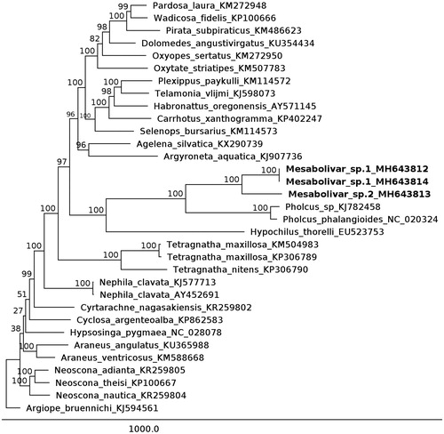 Figure 1. Phylogenetic tree based on concatenated coding genes from complete mitochondrial genome. The sequences were downloaded from Genbank and the phylogenetic tree was constructed by maximum-likelihood method with 1000 bootstrap replicates.