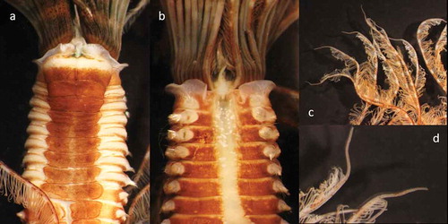 Figure 8. Parasabella pallida (SERC, Vial 239815) from San Francisco Bay: (a) thoracic ventral view; (b) thoracic dorsal view; (c) (d) tips of radioles