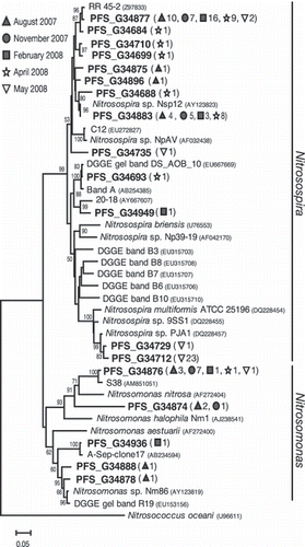 Figure 3 Phylogenetic tree based on betaproteobacterial amoA gene sequences (450 bp) determined by neighbor-joining analysis. Boldface type indicates representative amoA clones obtained in the present study. Numbers and symbols in parentheses denote the total number of clones detected from soils on 28 August, 28 November 2007, and 27 February, 23 April and 9 May 2008. The scale bar represents an estimated sequence divergence of 5%. Numbers at the nodes indicate the bootstrap values (≥50%).