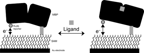 Figure 1 A ruthenium-labeled maltose-binding protein (MBP) is site specifically attached to a self-assembled monolayer (SAM) coated gold electrode. The protein-ligand binding process mediates dependent changes between the Ru(II) redox reporter group and the surface-modified gold electrode, which thereby alters current flow between the two components. Reprinted with permission from CitationBenson DE, Conrad DW, de Lorimier RM, et al. 2001. Design of bioelectronic interfaces by exploiting hinge-bending motions in proteins. Science, 293:1641–4. Copyright 2001 © AAAS.