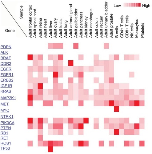 Figure 5 Expression of PDPN and other popular lung cancer targets in normal human tissues. Protein expression is depicted by a heat map (red indicates higher expression) in the Human Proteome Map portal.Abbreviations: PDPN, podoplanin; ALK, anaplastic lymphoma kinase; BRAF, v-raf murine sarcoma viral oncogene homolog B1; DDR2, discoidin domain receptor 2; EGFR, epidermal growth factor receptor; FGFR1, fibroblast growth factor receptor 1; ERBB2, v-erb-b2 erythroblastic leukemia viral oncogene homolog 2; IGF1R, insulin-like growth factor 1 receptor; K-Ras, Kirsten rat sarcoma viral oncogene homolog; MAP2K1, dual-specificity mitogen-activated protein kinase kinase 1; MET, tyrosine-protein kinase Met; MYC, myelocytomatosis oncogene cellular homolog; NTRK1, neurotrophic tyrosine kinase receptor type 1; PIK3CA, phosphatidylinositol-4,5-bisphosphate 3-kinase, catalytic subunit alpha; PTEN, phosphatase and tensin homolog deleted on chromosome 10; RB1, retinoblastoma protein; RET, rearranged during transfection proto-oncogene; ROS1, proto-oncogene tyrosine-protein kinase ROS; TP53, tumor protein p53.