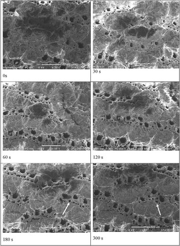 Figure 6. SEM image untreated and plasma-treated leather surface at various treatment times and plasma power of 60 W.