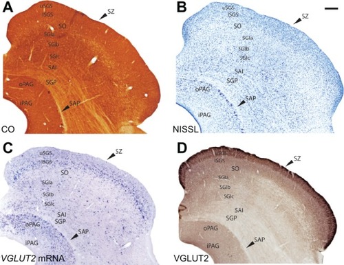 Figure 12 Serial sections through the superior colliculus (SC) stained for (A) CO, (B) Nisl, (C) VGLUT2 mRNA and (D) VGLUT2 protein. Scale bar is 0.5 mm. Coronal sections; medial is right.