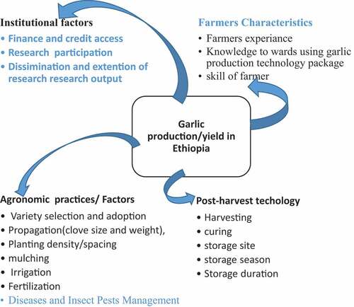 Figure 1. Search Conceptual framework –determinants affecting garlic production in Ethiopia. Source; own organized.