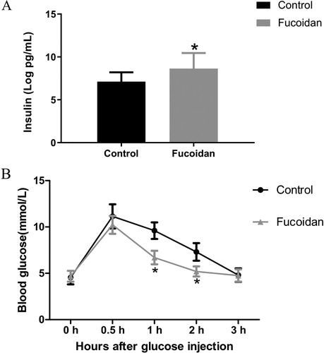 Figure 1. Effect of fucoidan on insulin and blood glucose. For both groups, IPGTT was performed before sacrificed. The results showed that glucose tolerance was significantly increased after fucoidan treatment. Compared to the control group, fucoidan treatment significantly lowered blood glucose levels at 60 and 120 min after glucose load (P < 0.05). (A) Insulin level. (B) blood glucose level. *P < 0.05 vs the control group.