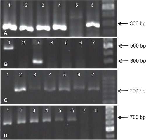 Fig. 1 Reverse transcription-polymerase chain reaction (RT-PCR) using universal primers (Table 2) designed to amplify regions in potyvirus genomes. (A) Amplification of the expected DNA fragments (~300 bp) using NIb primers (lanes 1–4 and 6); (B) Specific and non-specific amplifications of DNA amplicons of ~300 bp (lane 3) and 500 bp (lane 1), respectively, using NIb primers; (C) Amplification of the expected DNA fragments (~700 bp) using WCIEN primers (lanes 2–7); and (D) Amplification of the expected DNA fragments (~700 bp) using NWCIEN primers (lanes 1–6). GeneRuler 100 bp DNA ladder (Thermo Scientific, MA, USA) was used in gel electrophoresis. The PCR products and the DNA ladder were visualized using GelRed (Biotium Inc., CA, USA) staining.