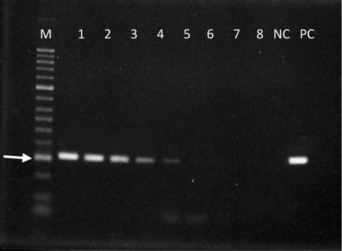 Figure 3.  Sensitivity of the M. iowae PCR tested on eight dilutions of M. iowae 695T (serotype I). M, marker (arrow indicates 300 base pairs); lane 1, undiluted; lane 2, 10−1; lane 3, 10−2 lane 4, 10−3; lane 5, 10−4; lane 6, 10−5; lane 7, 10−6 lane 8, 10−7; NC, negative control; PC, positive control.
